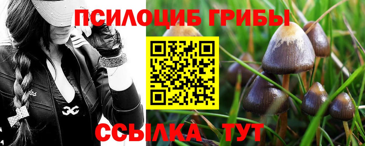 Галлюциногенные грибы Cubensis Новотроицк